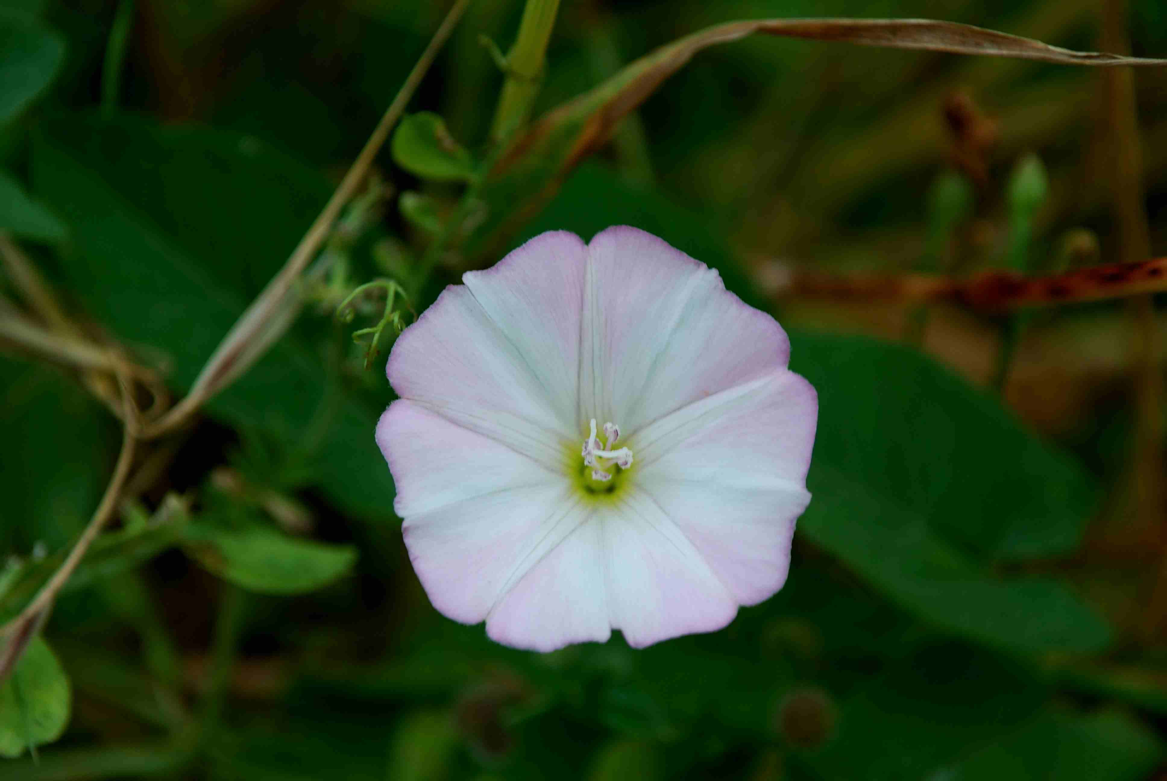 vilucchio comune - Convolvulus arvensis